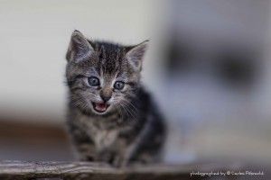 Murmel begeistert neben Elvis (allias Alice), Jasper und Jakob alle großen und kleinen Gäste